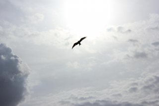 gallery/naveen-chandra-c0476iautzu-unsplash